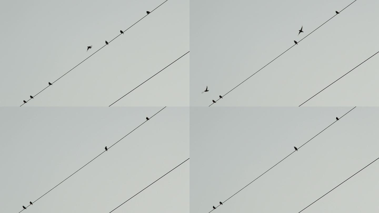电线上的鸟儿开始飞翔