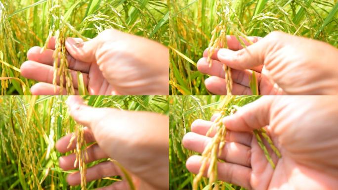 水稻检查水稻