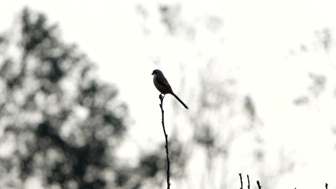 枝头上的小鸟