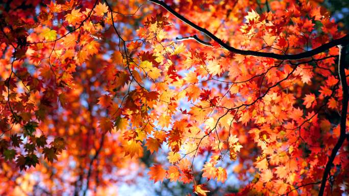 美丽的秋色唯美阳光森林早晨风景树叶逆光小