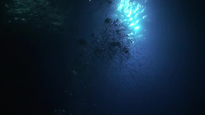 潜水员在夜间水下用手电筒在海底背景下潜水