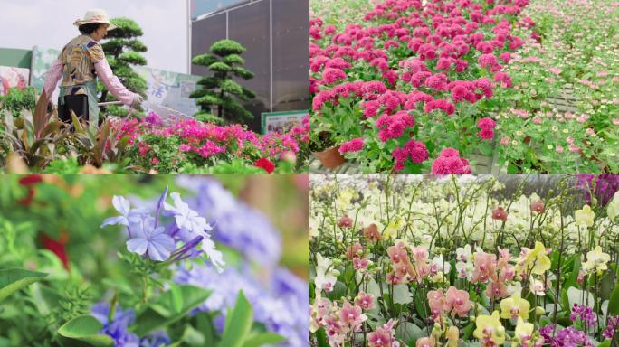 花卉种植