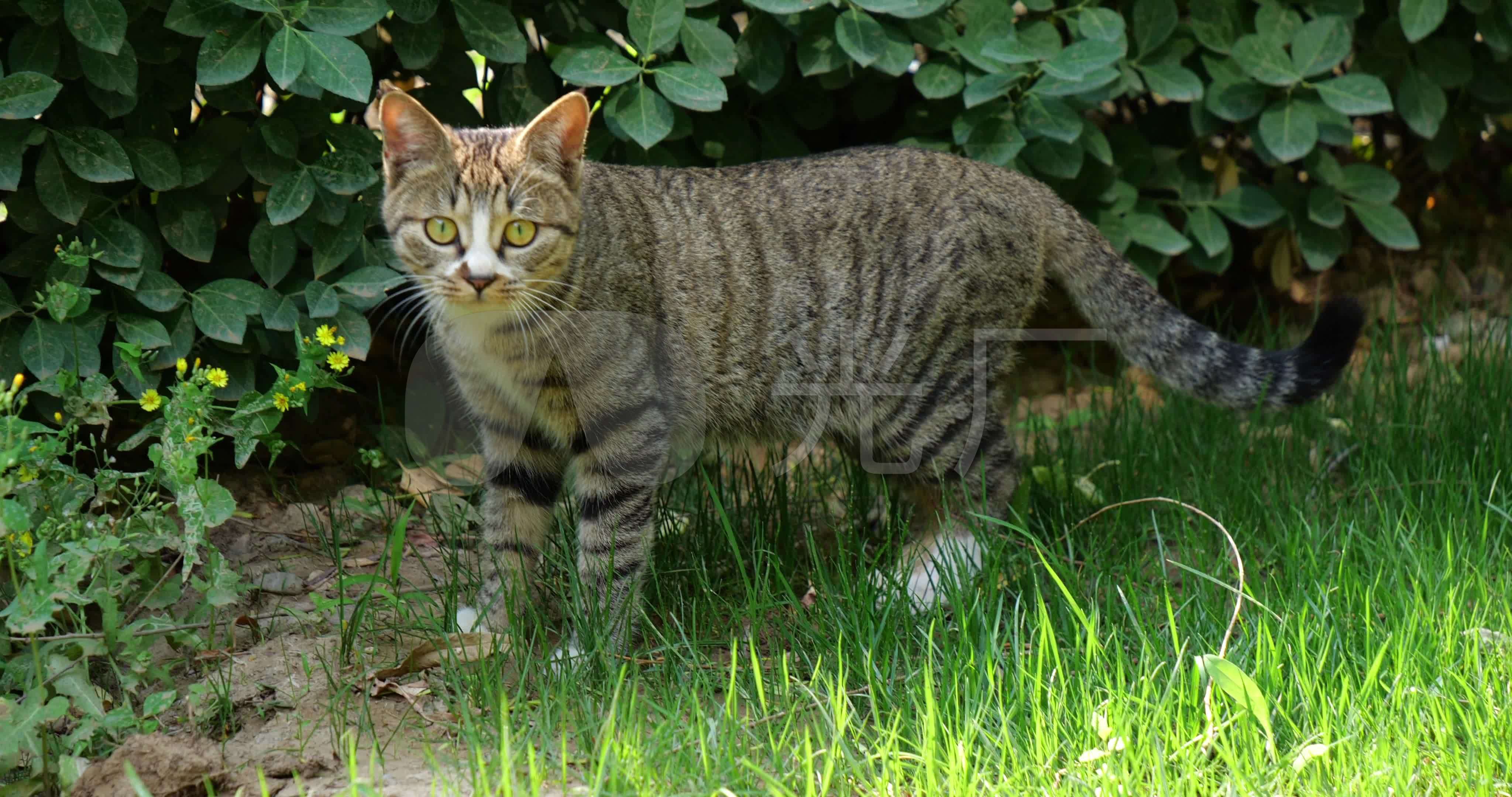 狸花猫来自视频原始文件或预览原始文件的1:1截图,移动鼠标检查画质