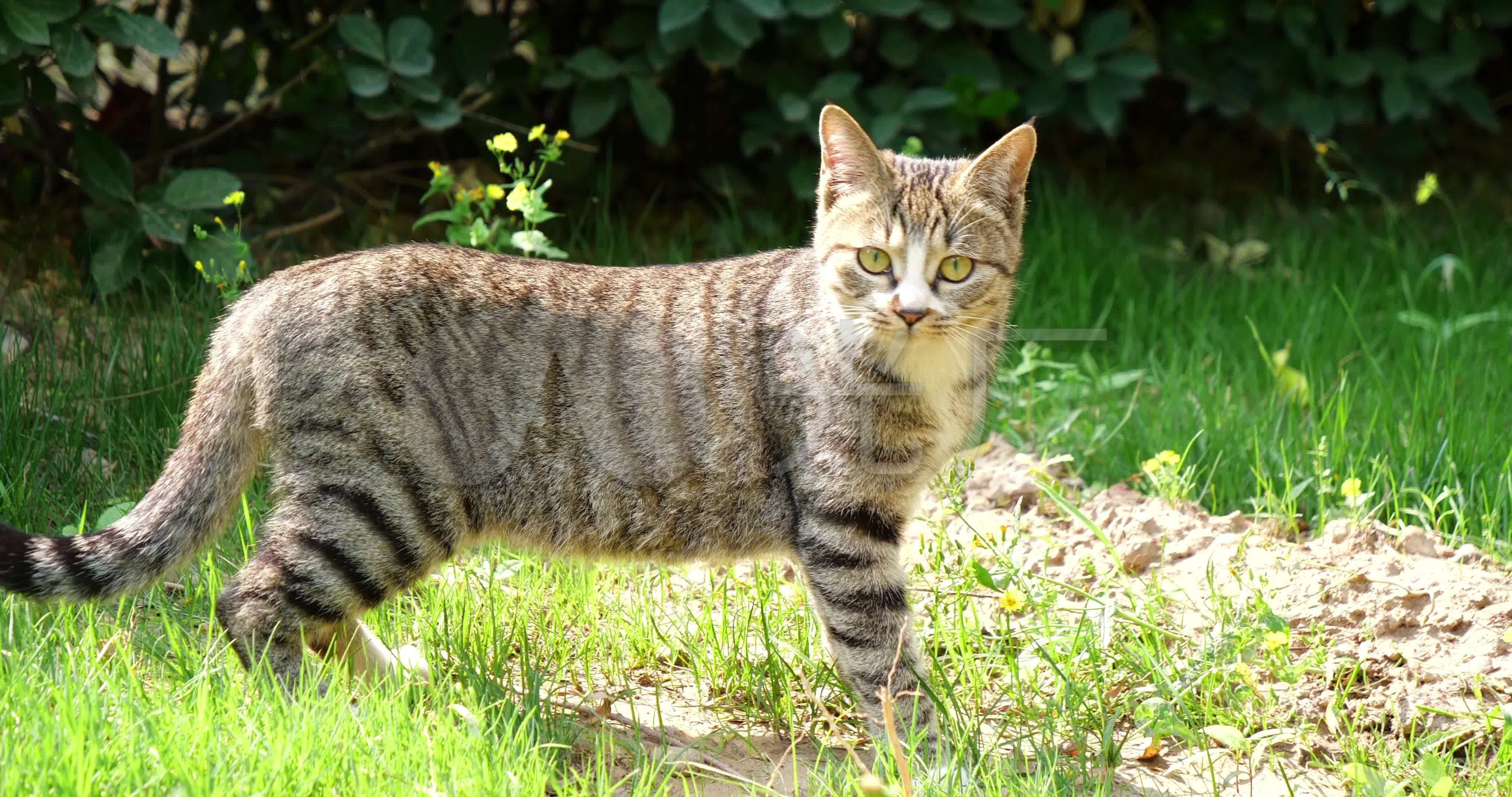 狸花猫来自视频原始文件或预览原始文件的1:1截图,移动鼠标检查画质