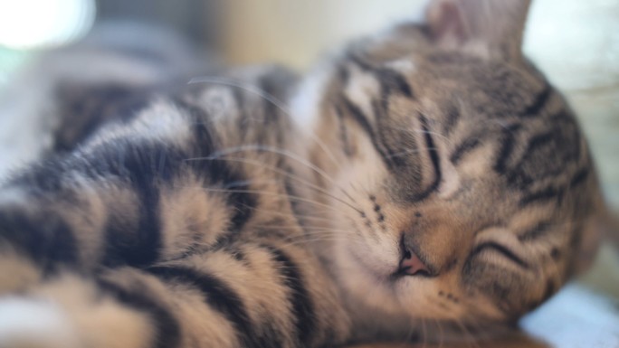 可爱的斑猫在家里睡觉，伸懒腰