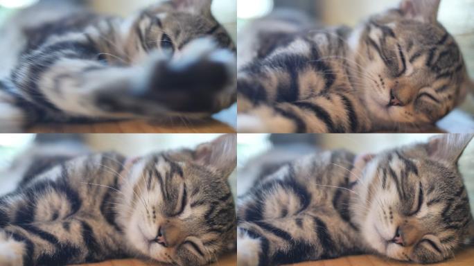 可爱的斑猫在家里睡觉，伸懒腰