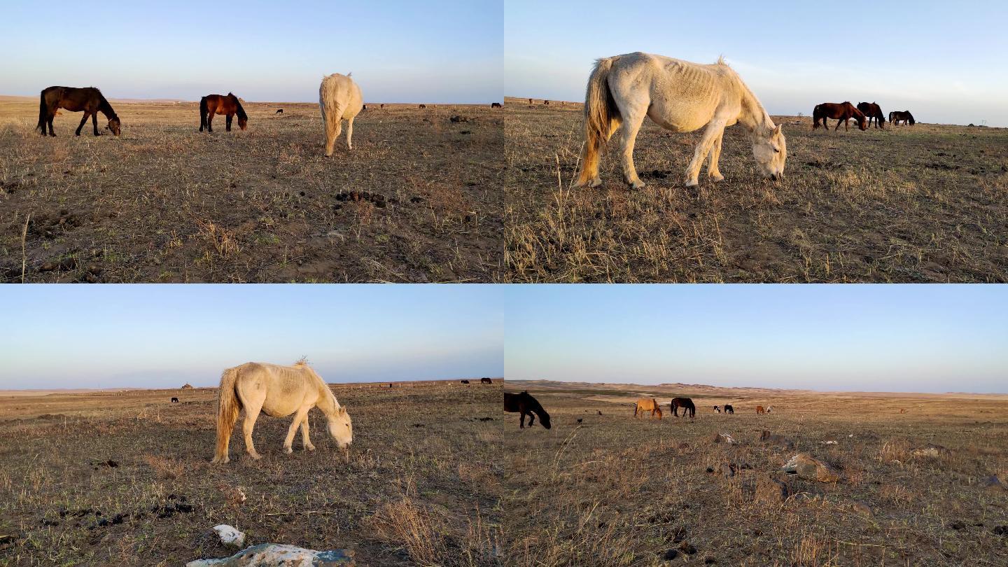 4k拍摄春季傍晚夕阳下马群在草原上吃草