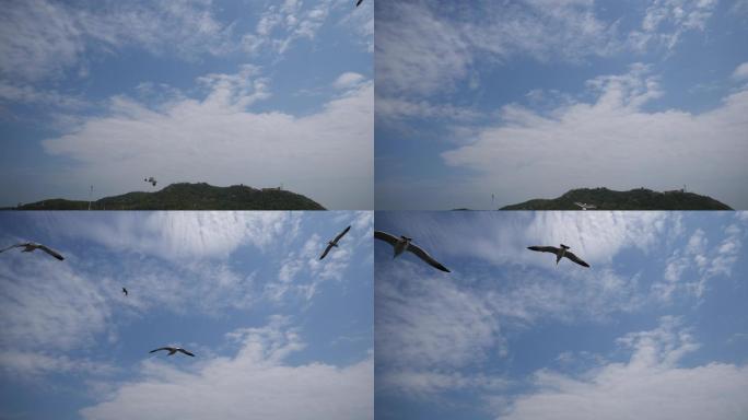 美丽的海鸥在天空飞翔