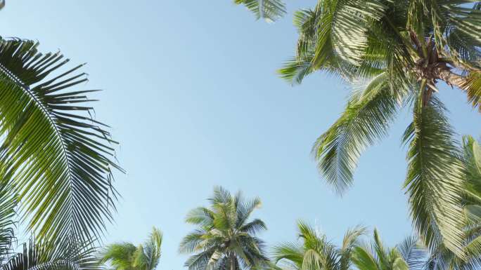 仰望棕榈椰子树亚热带植物乔木三亚植物