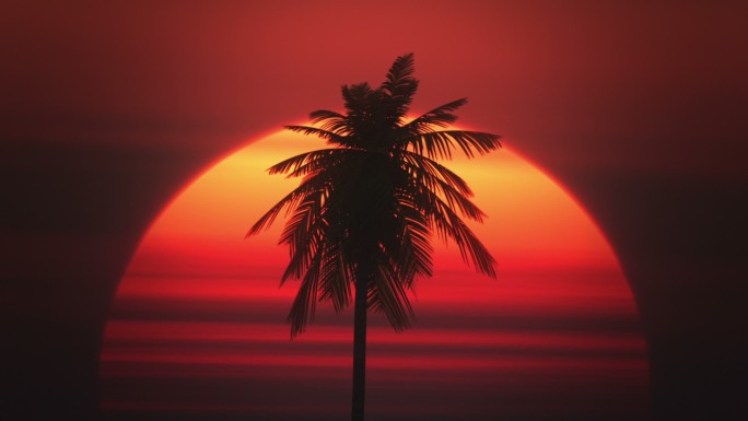 夕阳下的棕榈树黄昏日落剪影