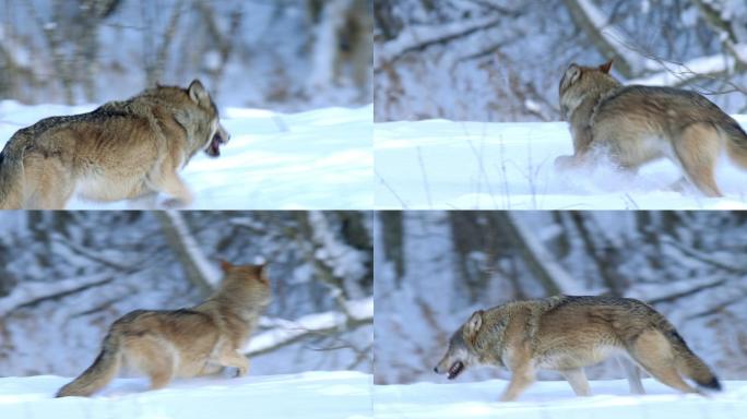 雪上奔跑的狼野性保护环境孤狼