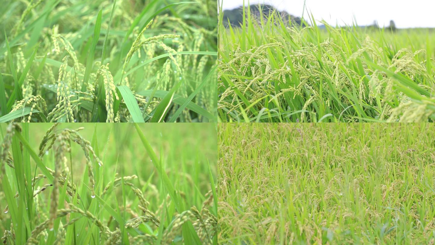 稻米生长
