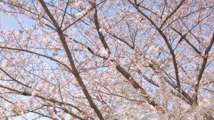 蓝天下的樱花树