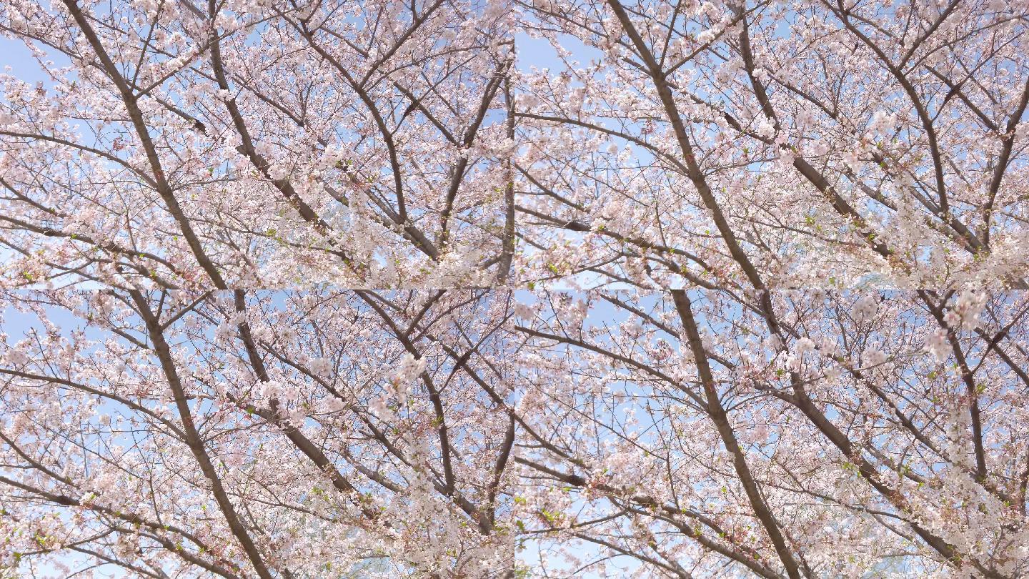 蓝天下的樱花树
