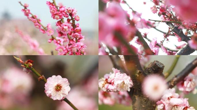 樱花梅花开放花海桃花唯美浪漫