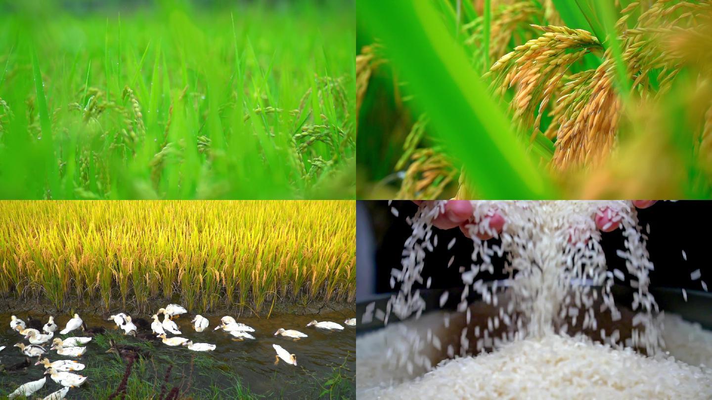 稻米成长
