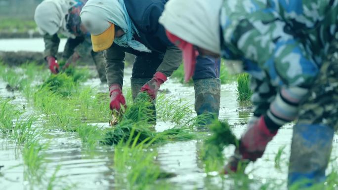 农民在田间进行水稻插秧