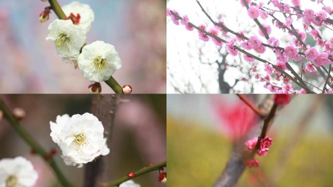 各种梅花各色梅花梅花腊梅花苞