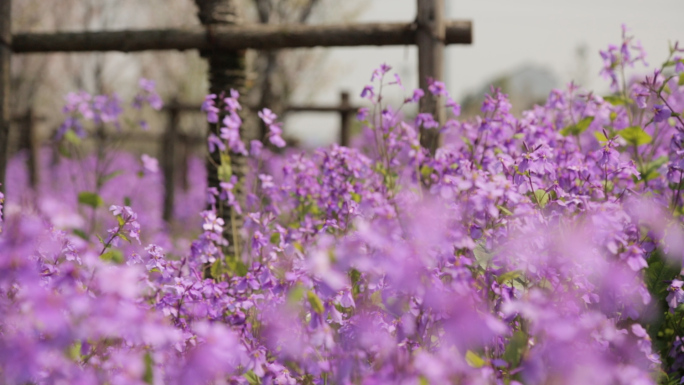 自然花朵，紫色花朵，郁金香，油菜花