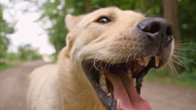 拉布拉多猎犬在土路上奔跑