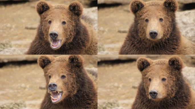 高清：棕熊肖像