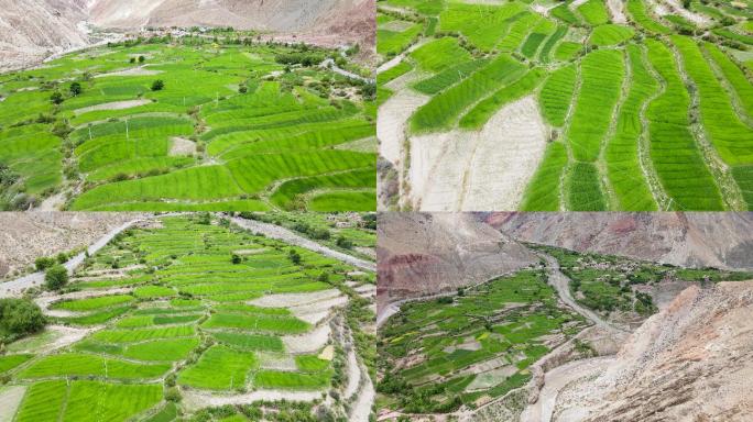 4K航拍藏族最美乡村青稞地庄家农业