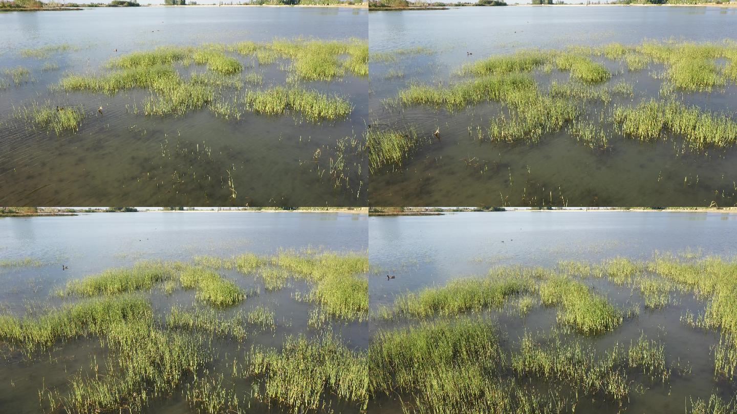 湖中野草
