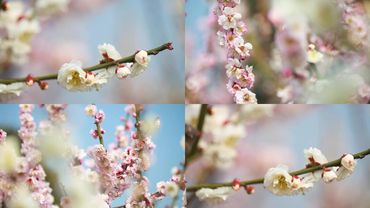 梅花花海开放桃花粉红色