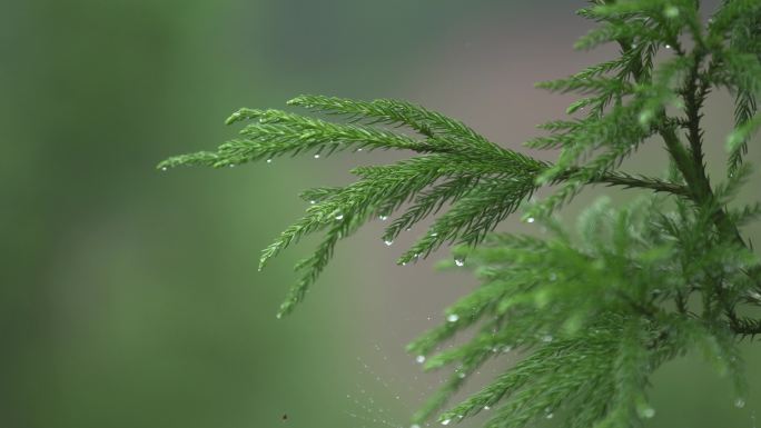 松枝上的雨露4k