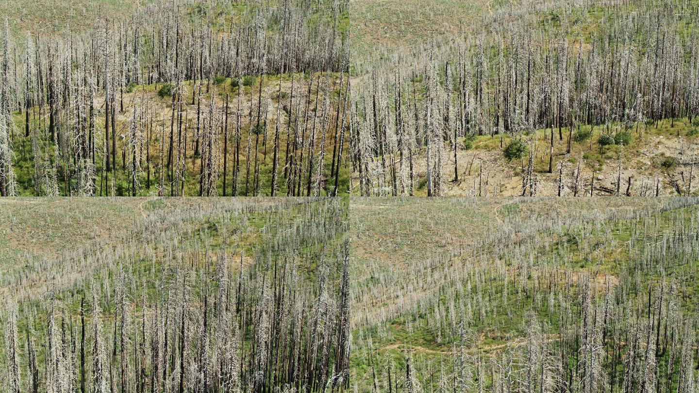 加州被烧毁的森林遗迹