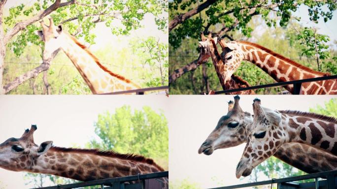 动物园里的长颈鹿