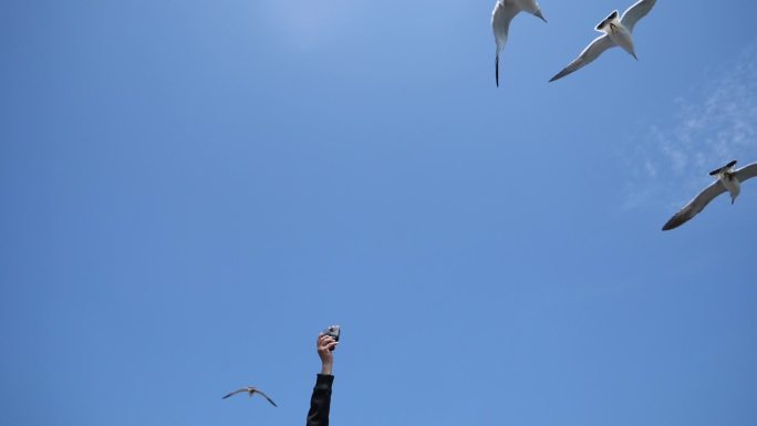 美丽的海鸥在天空飞翔