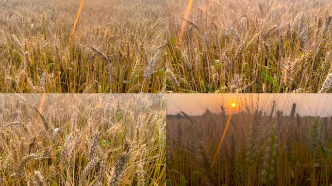 阳光下的麦田金色麦浪丰收的田野