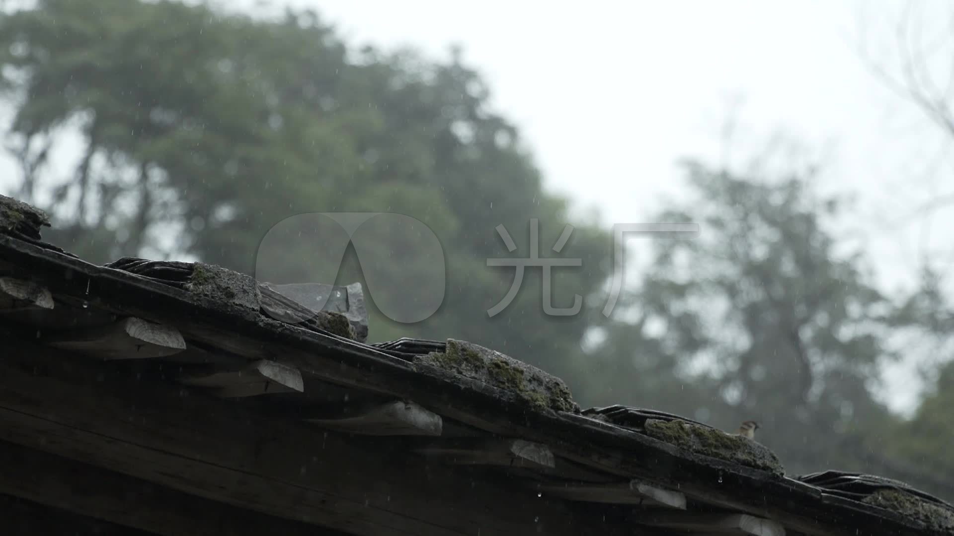 过程性降雨+阶段性高温 苏州正式进入梅雨季凤凰网江苏_凤凰网