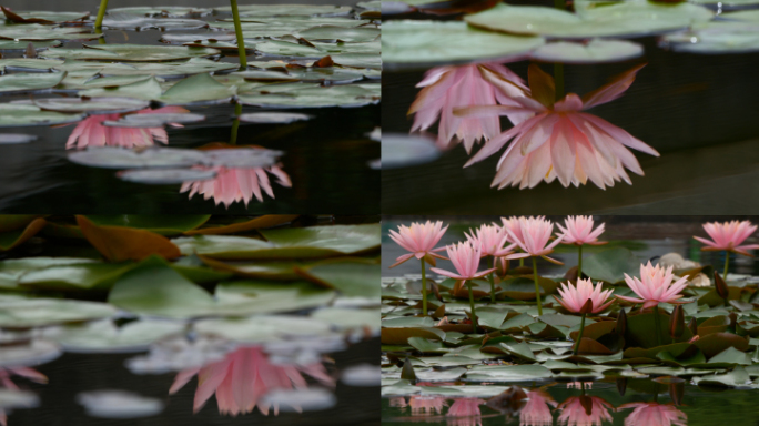 睡莲 水中花