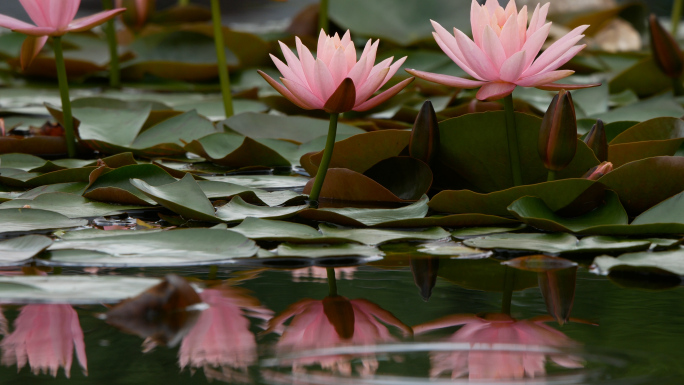 睡莲 水中花