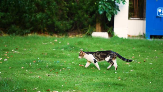 小区草地上的流浪猫虎斑猫4k视频素材