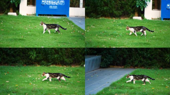 小区草地上的流浪猫虎斑猫4k视频素材