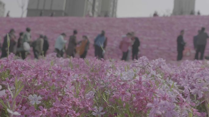 龙洞花海缤纷五彩自然花朵游客