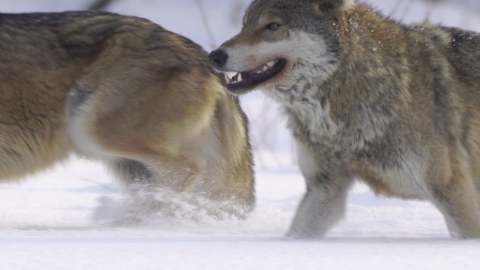 一对狼在雪中奔跑狼道狼性文化野狼