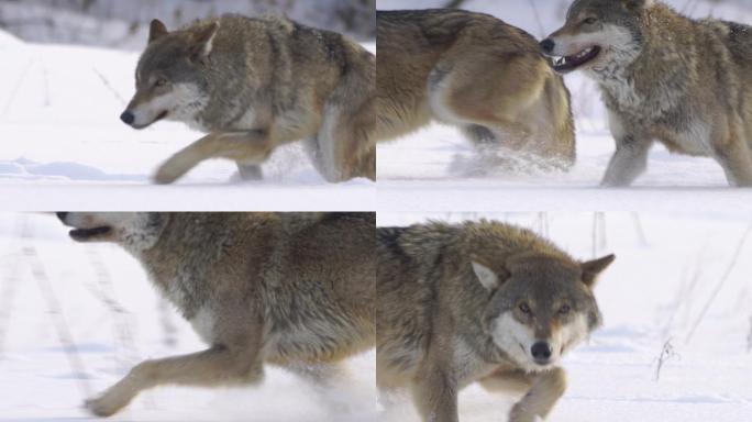 一对狼在雪中奔跑狼道狼性文化野狼