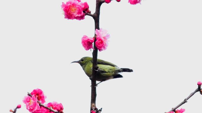 太阳鸟吃梅花花蜜，太阳鸟叫声