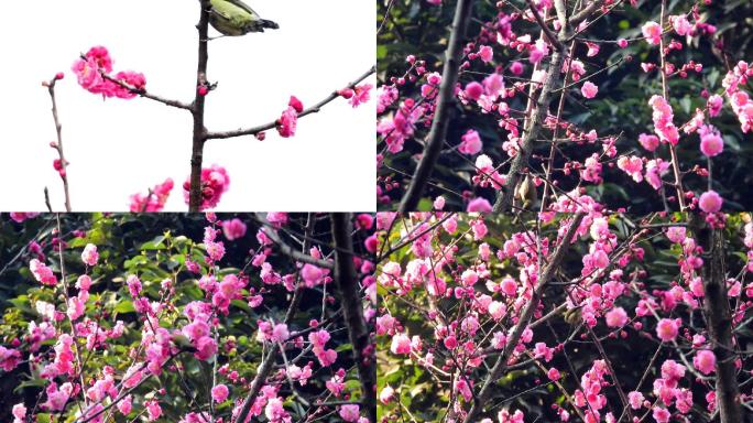 太阳鸟吃梅花花蜜，太阳鸟叫声