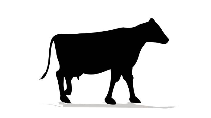 奶牛行走循环动画
