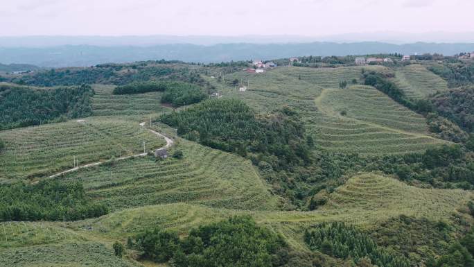 航拍水果基地稻田梯田山脉新农村