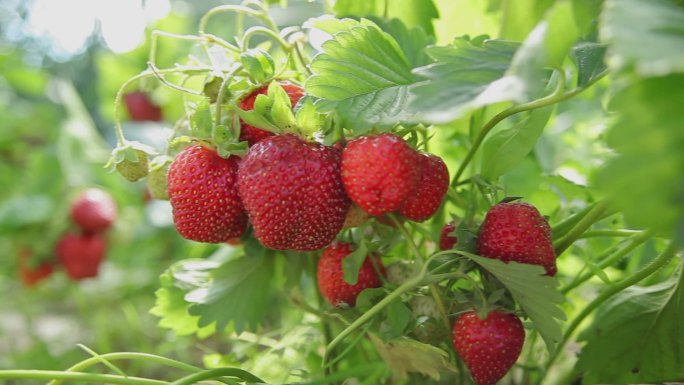 花园里的草莓温室大棚果园采摘