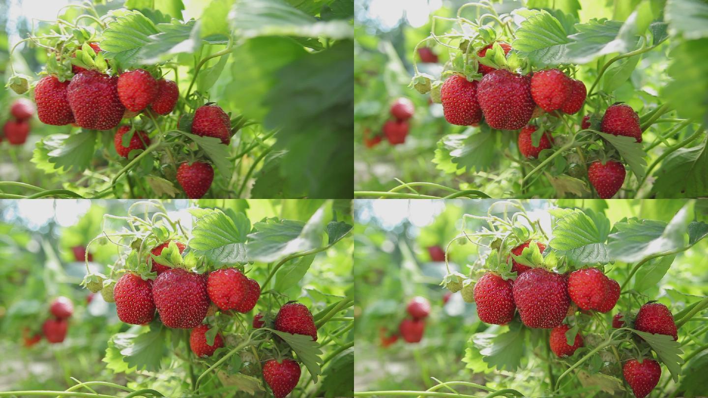花园里的草莓温室大棚果园采摘
