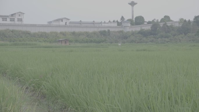 稻田日系唯美南方水稻微风