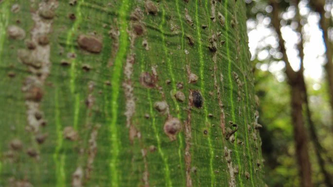 户外树木树皮小昆虫小虫生物世界