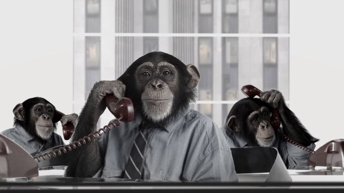 猴子商务服务